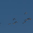 Luftkampfgeschwader Gans