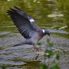 Luftratte im Sinkflug