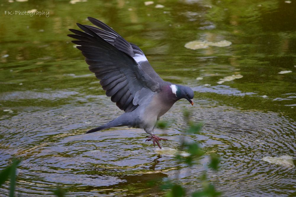 Luftratte im Sinkflug