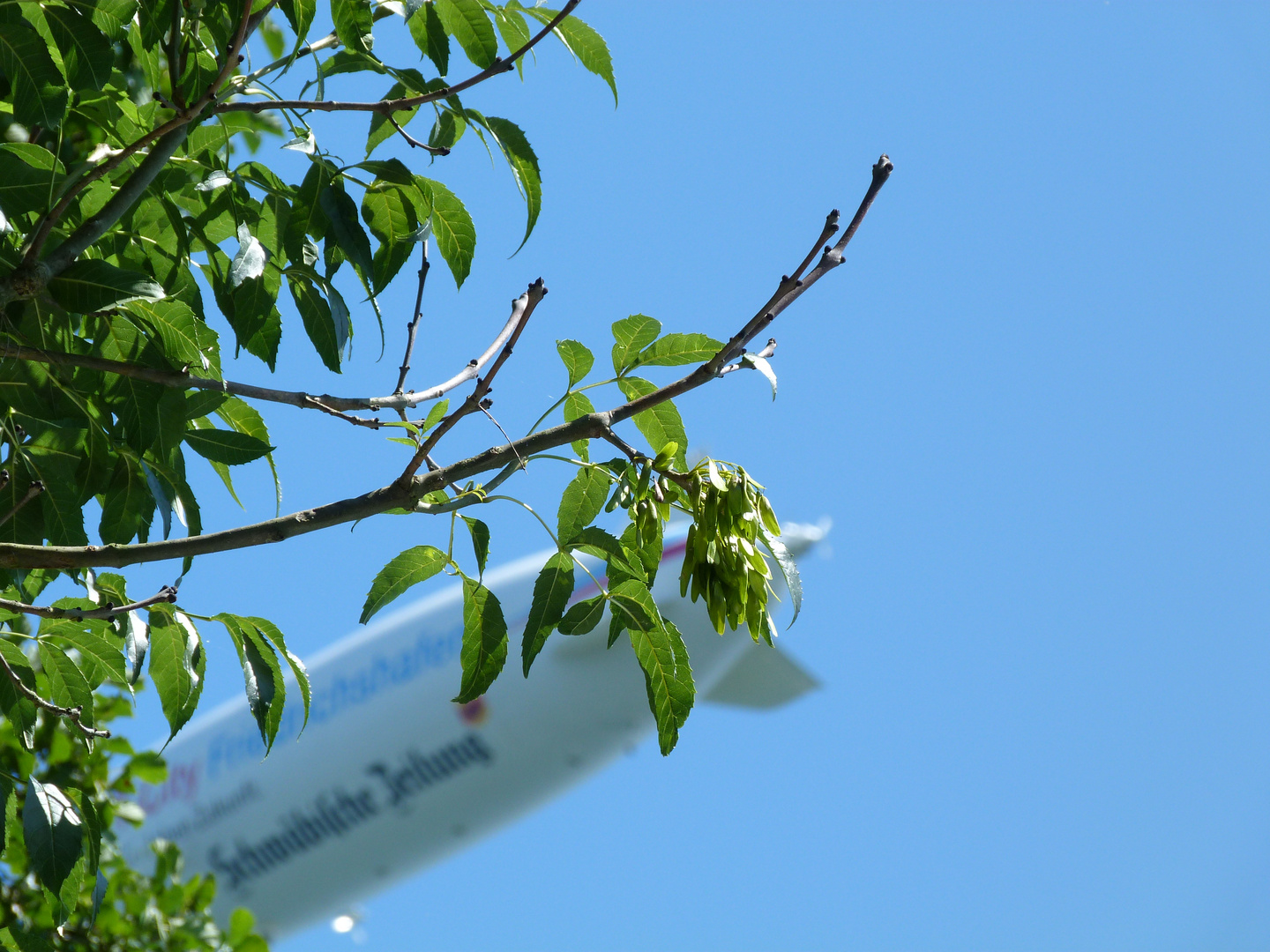 Luftschiff hinter Baum