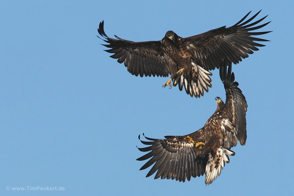 Luftshowkampf junger Seeadler