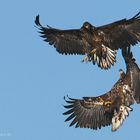 Luftshowkampf junger Seeadler