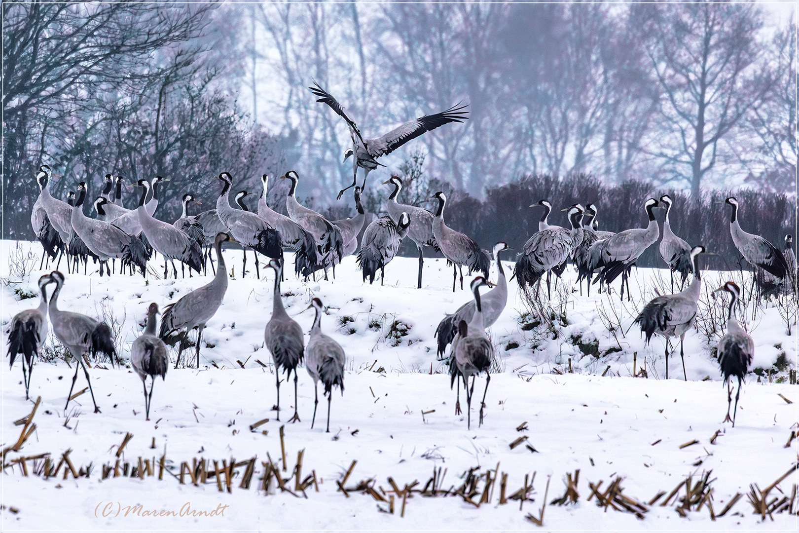 Luftsprünge im Schnee