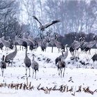 Luftsprünge im Schnee