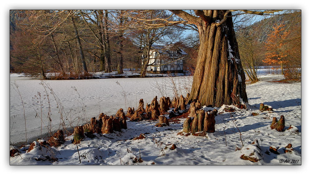 Luftwurzeln im Schnee