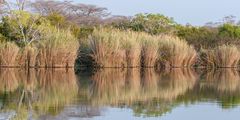 Lufupa River - Sambia