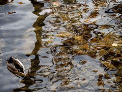 Lugano, Parco Ciani, riflessi