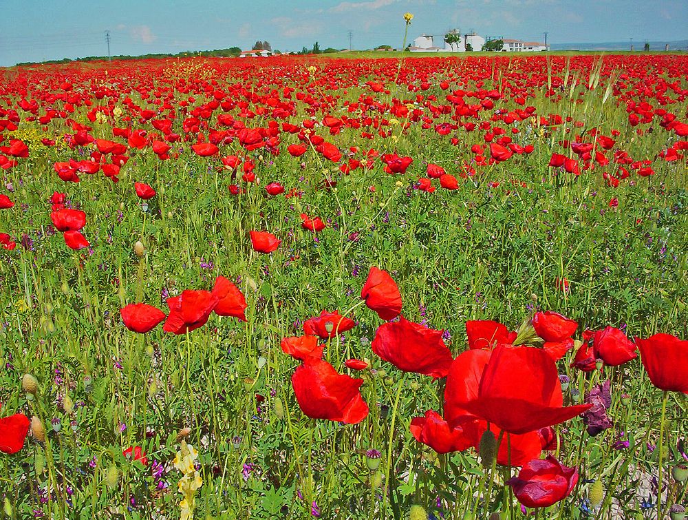 LUGAR DE LA MANCHA........ROJA