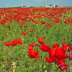 LUGAR DE LA MANCHA........ROJA