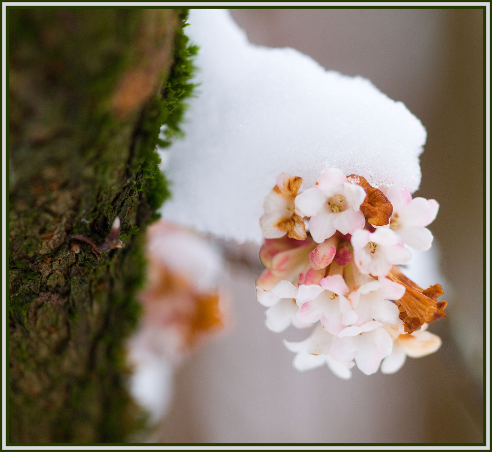 ...lugen hinterm Baum hervor