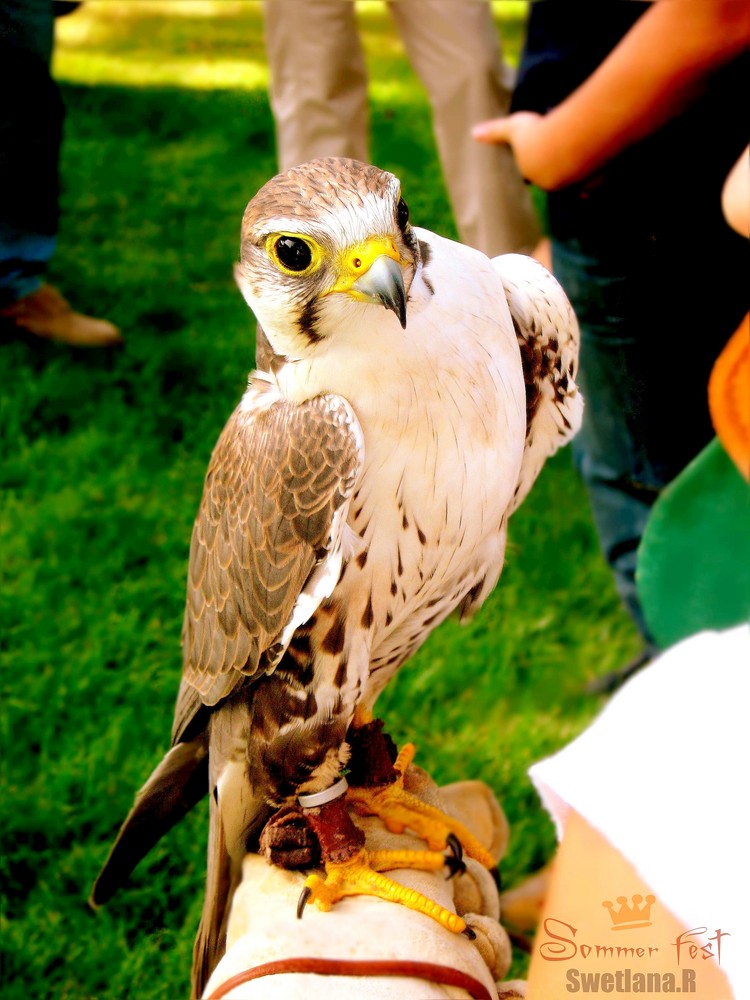 'Luggerfalke' ->(31.August.08 , Sommerfest, Olsberg)