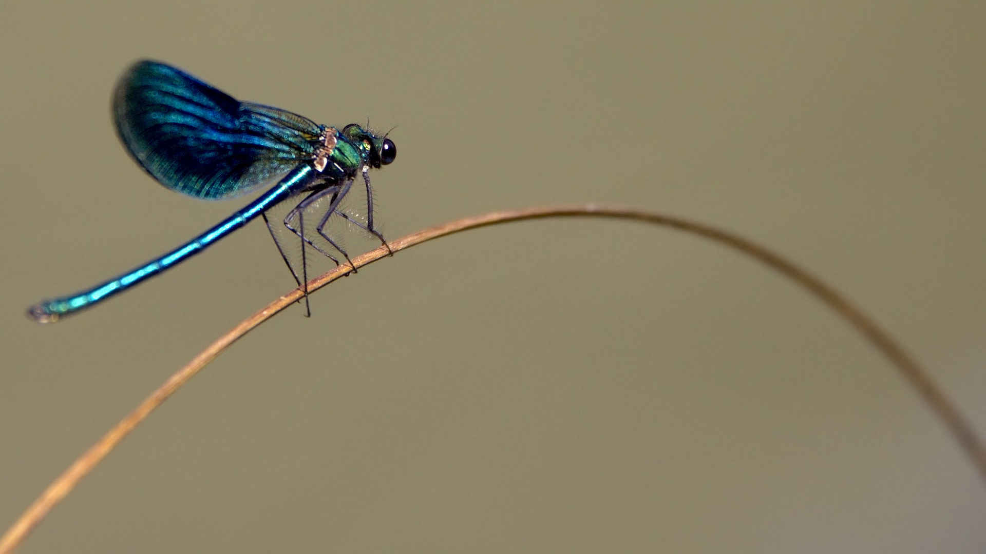 Luglio 2011 - Libellula