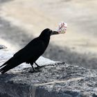 lui ce n'est pas un ballon sur son nez !