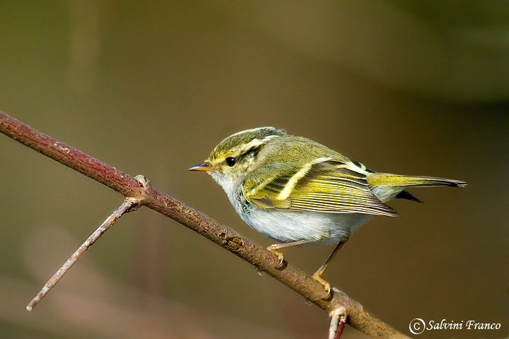 Lui del Pallas (Phylloscopus proregulus)