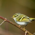 Lui del Pallas (Phylloscopus proregulus)