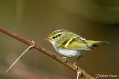 Lui del Pallas (Phylloscopus proregulus)