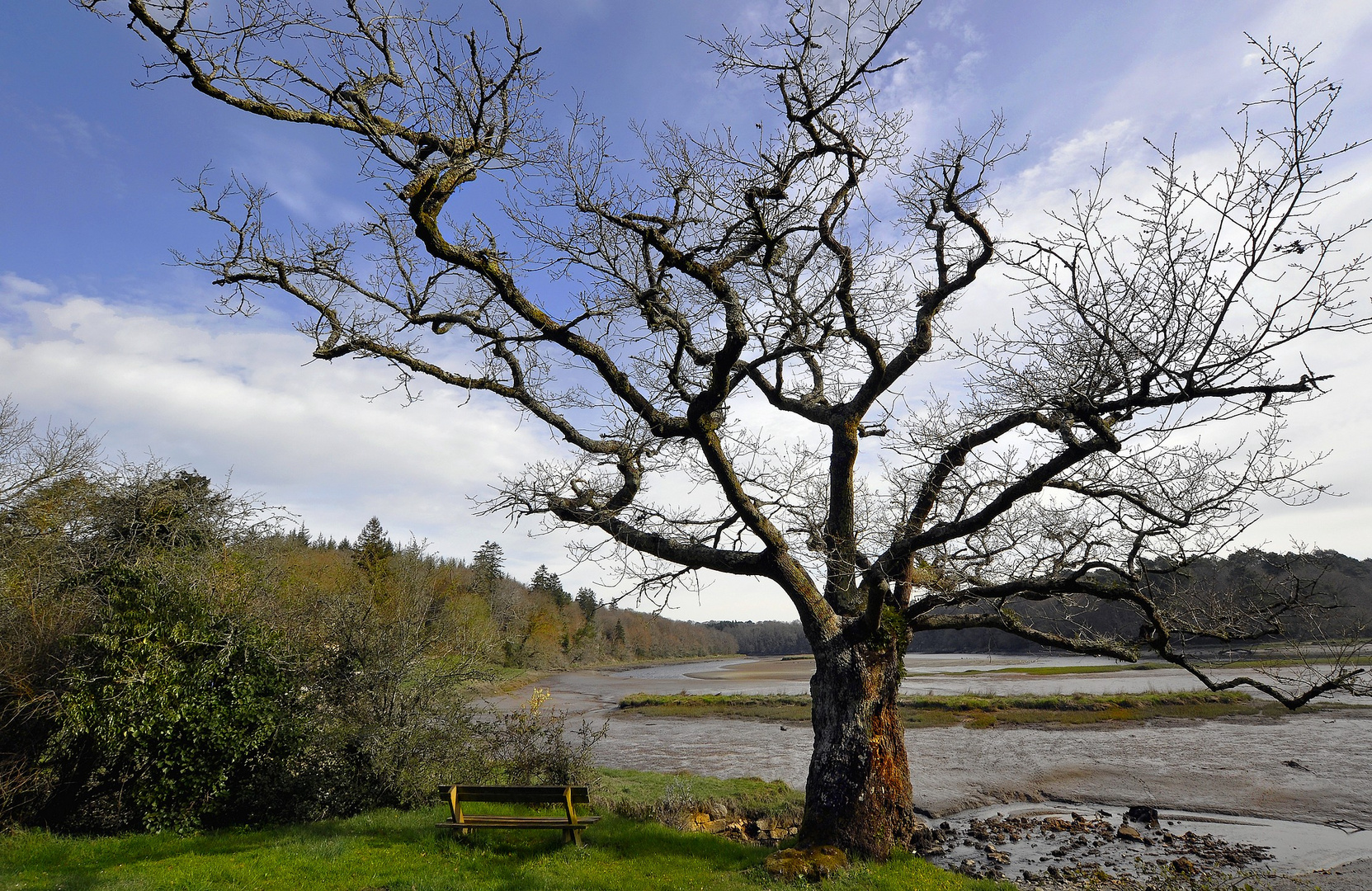 Lui, l'arbre