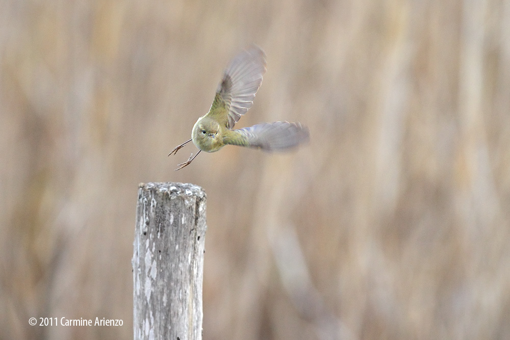 Lui piccolo in volo