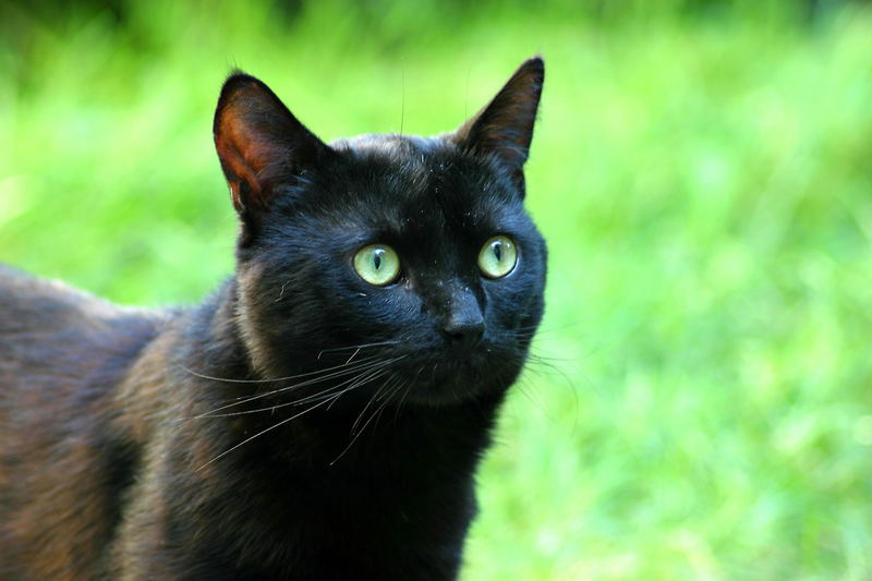 Luigi im Garten