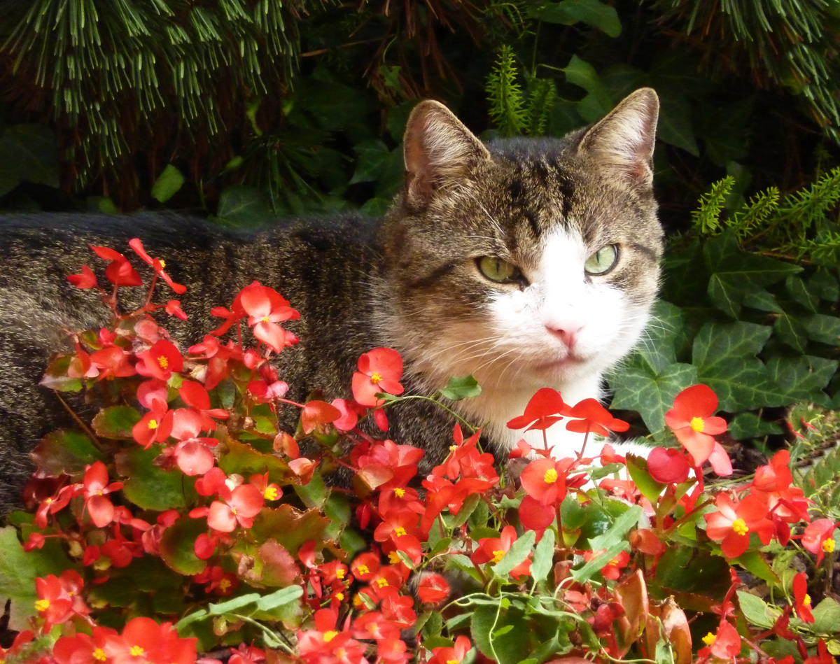 Luigi, unsere Hauskatze