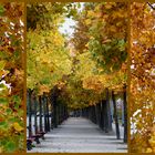 Luino, foliage