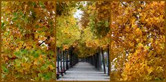 Luino, foliage