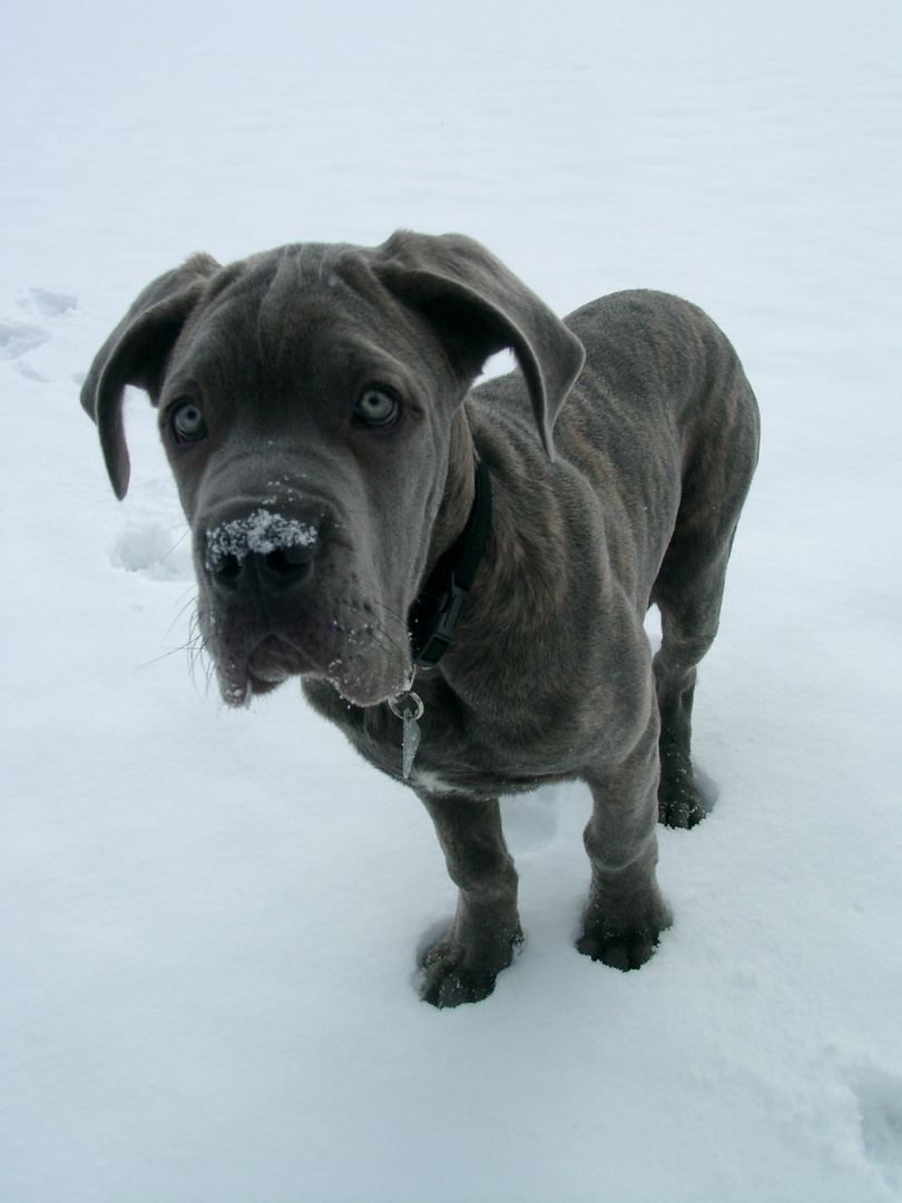 Luis im Schnee