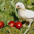 Luisa im Garten - so klein war ich vor 11 Tagen