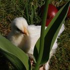 Luisa im Garten - verstecken