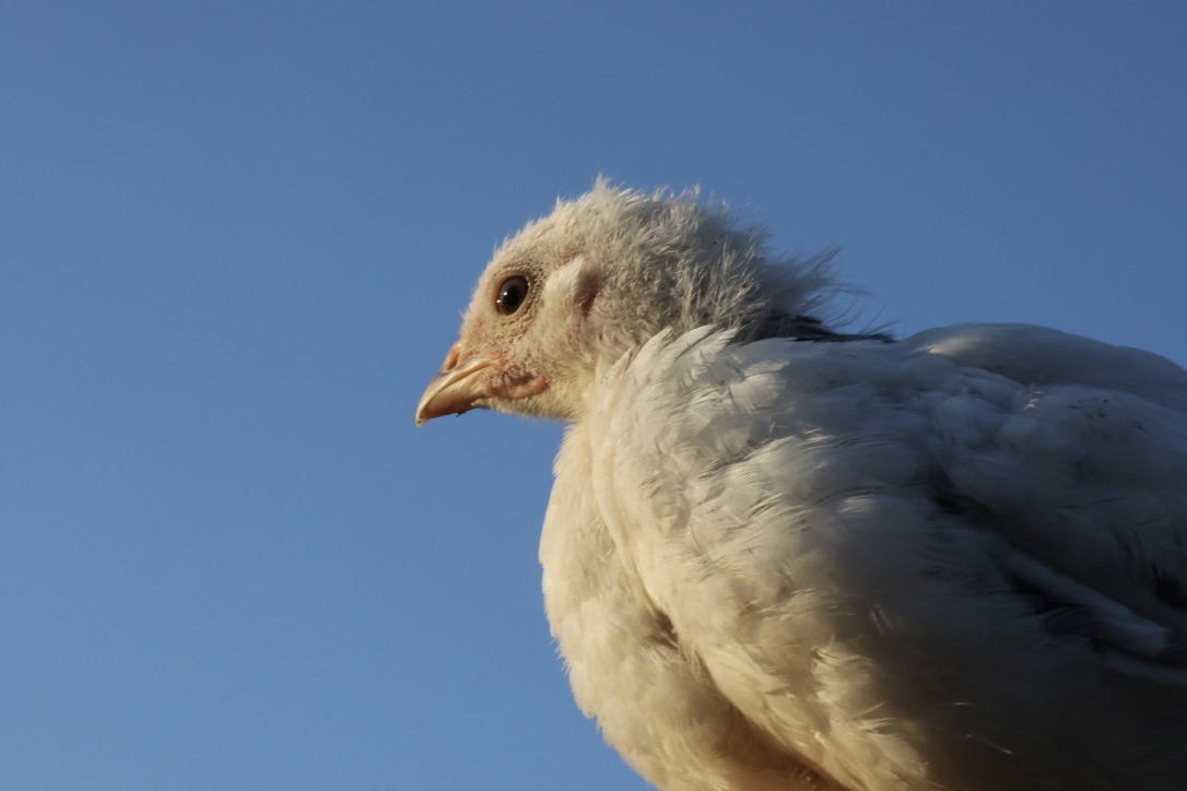 Luisa in der Abendsonne (III)