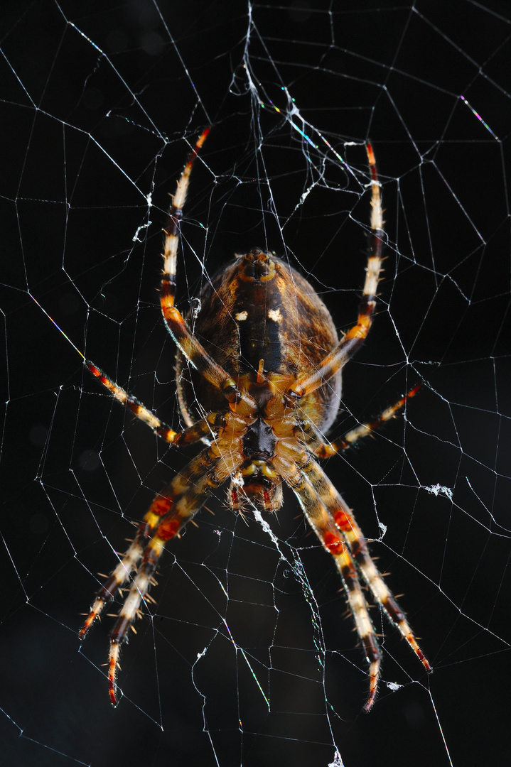 Luise, unsere Hausspinne