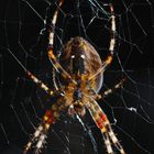 Luise, unsere Hausspinne