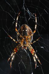 Luise, unsere Hausspinne