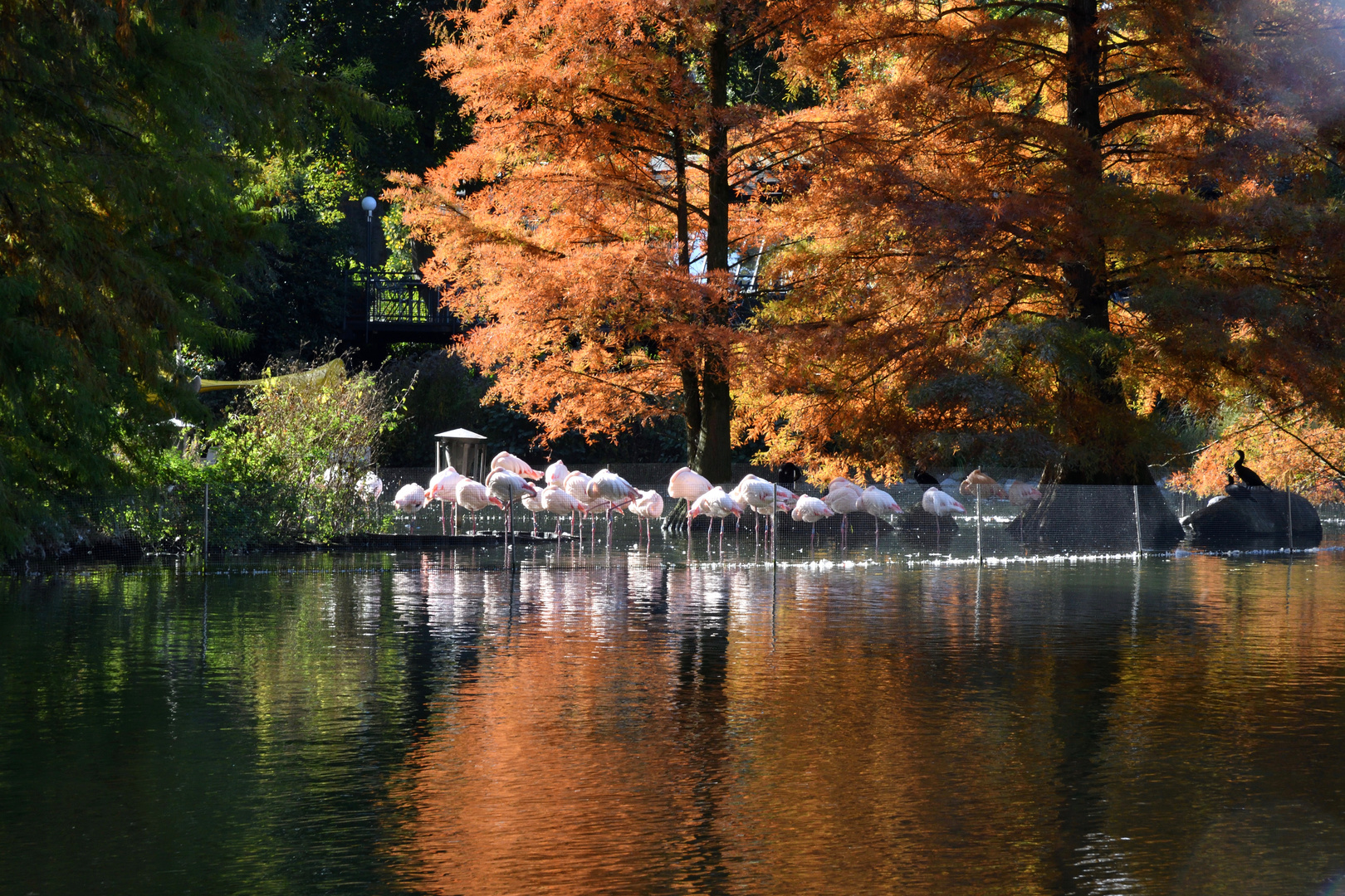 Luisenpark à Mannheim (Allemagne)