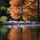 Luisenpark à Mannheim (Allemagne)