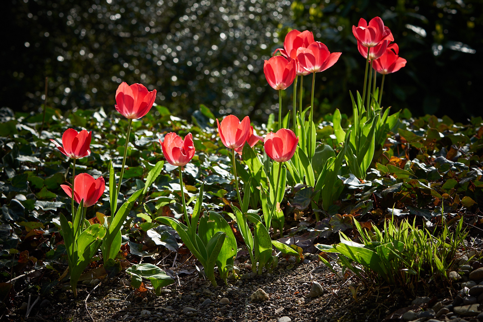 Luisenpark im Frühjahr