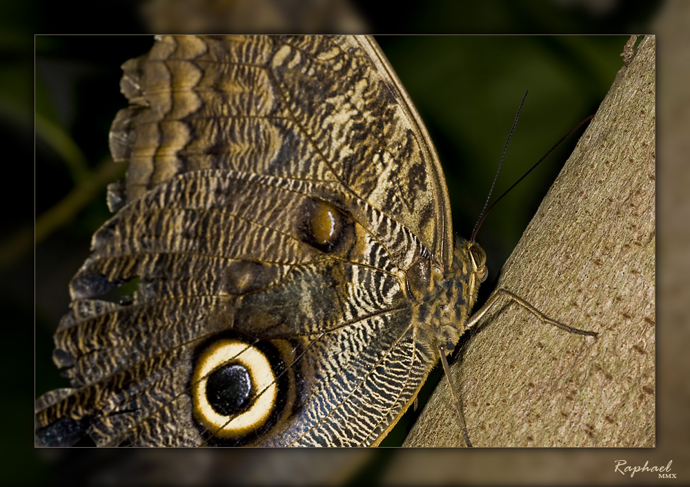 Luisenpark MA - Schmetterling 2