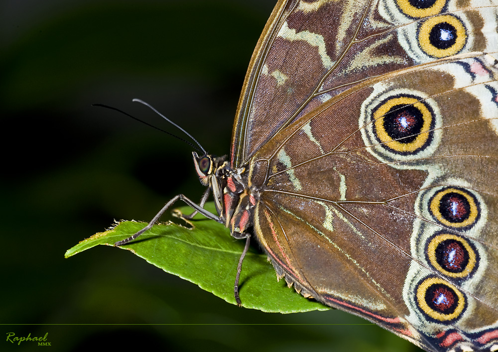 Luisenpark MA - Schmetterling