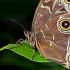 Luisenpark MA - Schmetterling