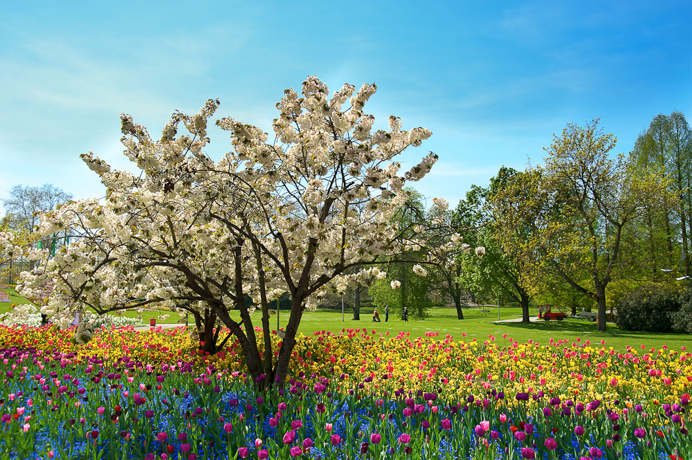 Luisenpark Mannheim Foto & Bild jahreszeiten, frühling, luisenpark