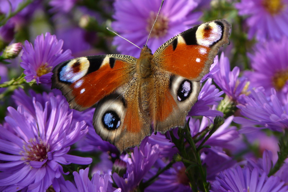 Lukas der Schmetterling