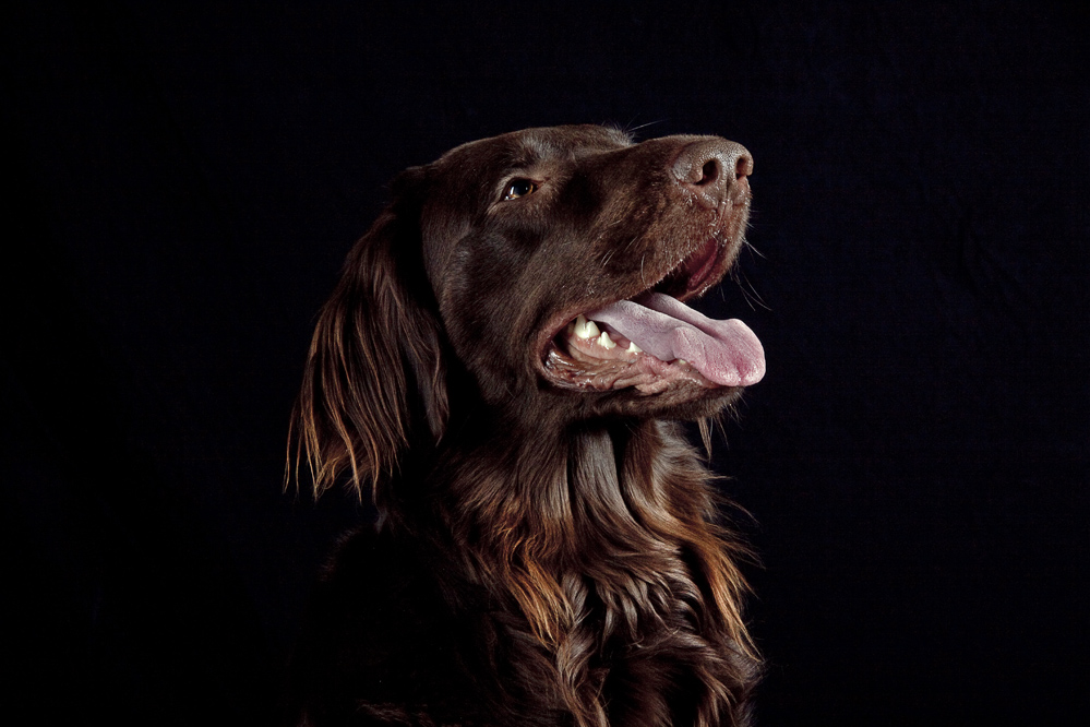 Luke - Flat Coated Retriever