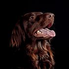 Luke - Flat Coated Retriever