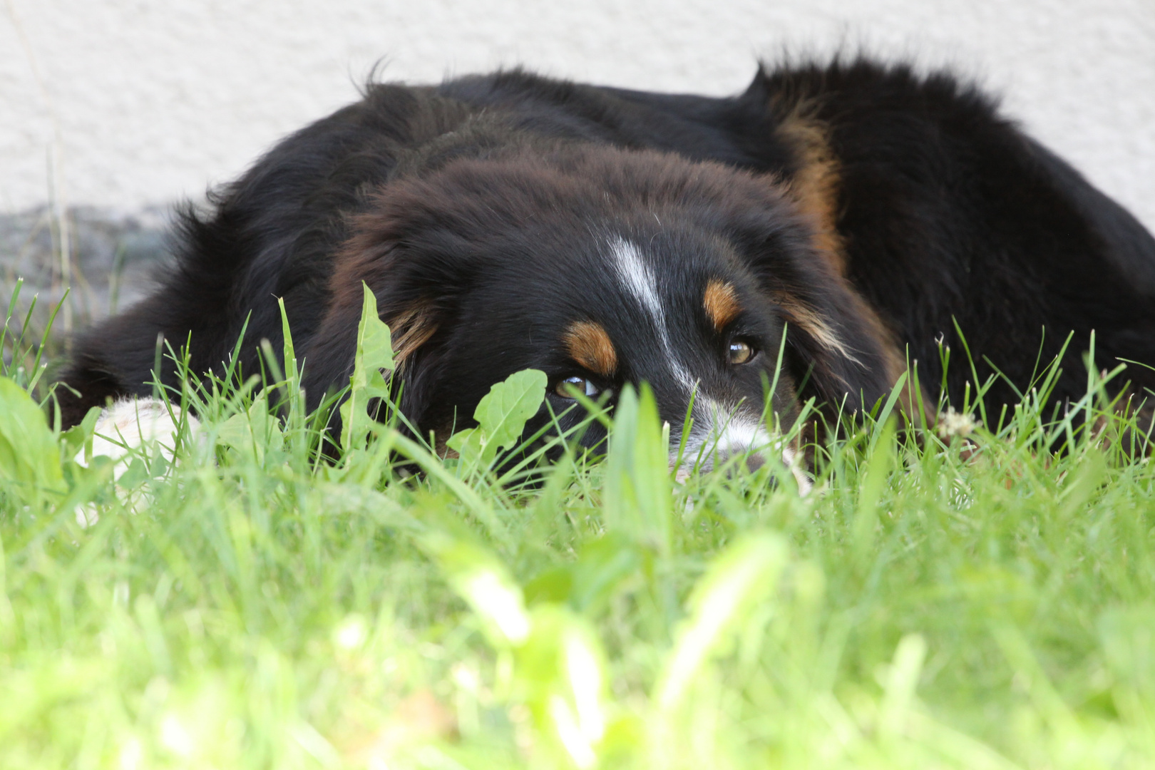 Luke im Garten Siesta