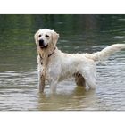 < Luke – unser Wasserhund >