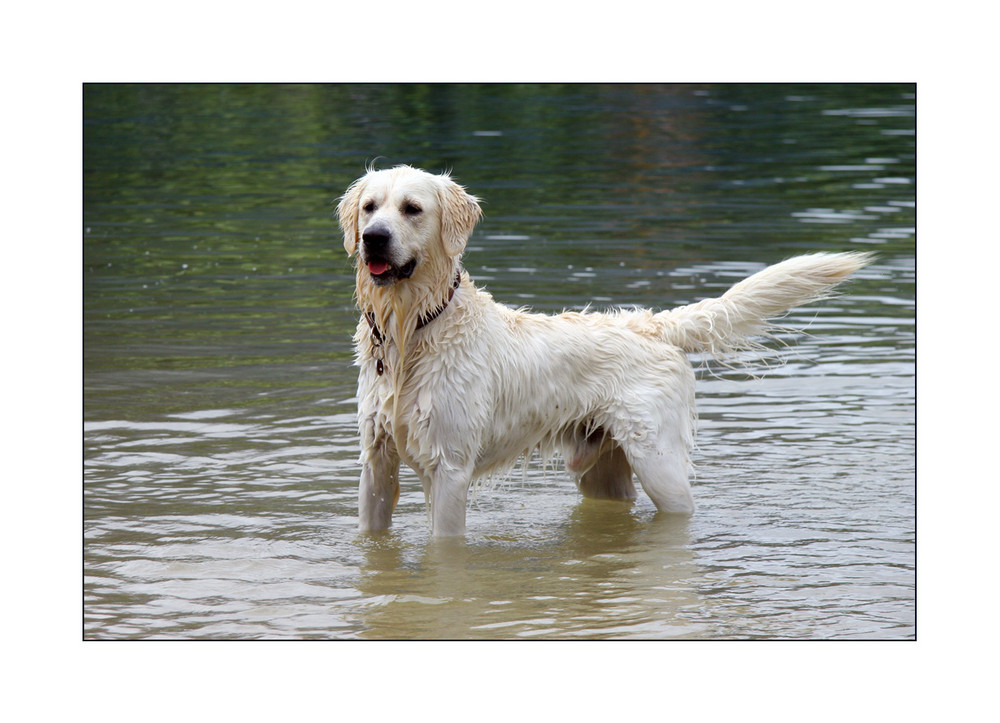 < Luke – unser Wasserhund >