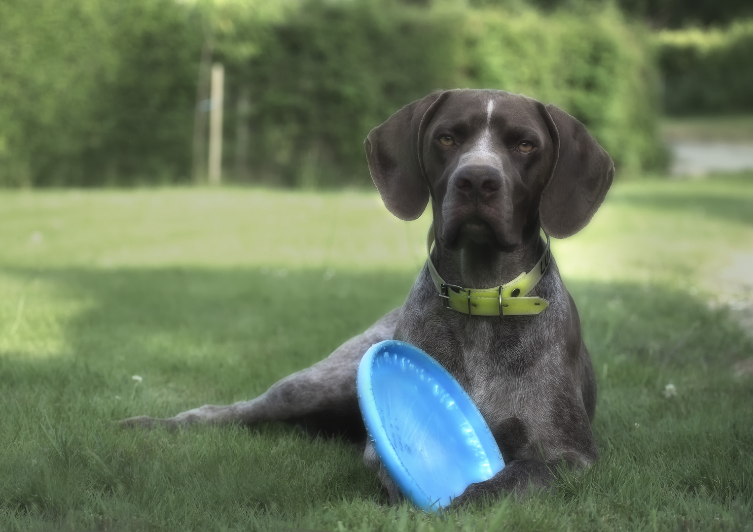 LUKY joue au Frisbee