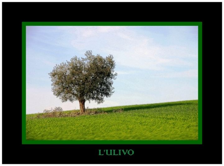 L'ULIVO