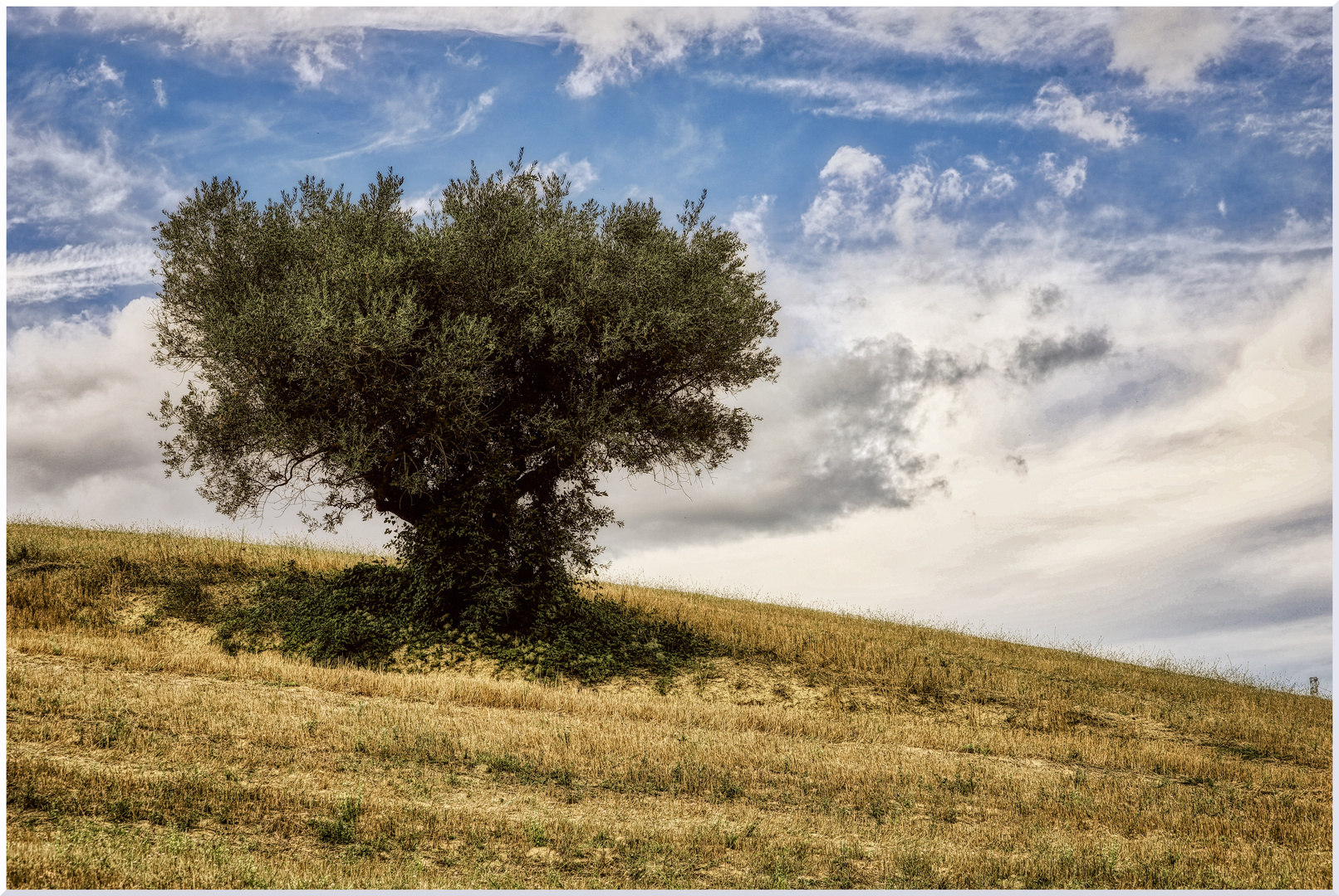 L'ULIVO SOLITARIO