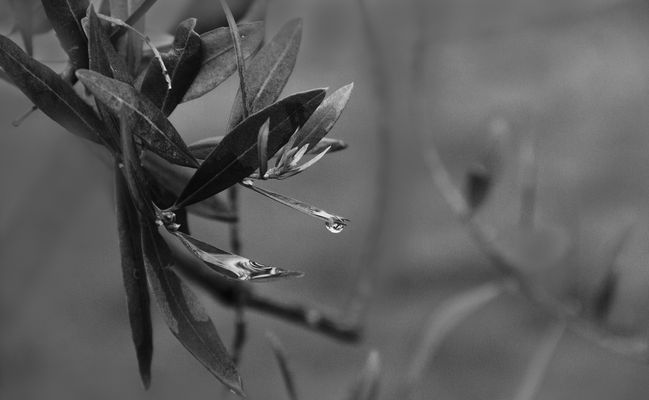 ....l'ulivo..simbolo di pace.....